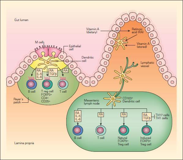 Figure 16.Schematic representation of the role of vitamin A and RA in the mucosal immune system. Intestinal DCs produce RA from stored or dietary sources of vitamin A and promote the expression of gut-homing addressin receptors by T and B lymphocytes, the peripheral generation of FOXP3 + Treg cells, and class switching to IgA. RA has an important role in these three processes. Peyer’s patch DCs and mesenteric lymph-node DCs that arrive from the intestine express enzymes that allow them to metabolize RA, perhaps from retinol carried in the serum or stored in the intestine. Alternatively, DCs may transport RA metabolized from dietary carotenoids or other vitamin A derivatives by intestinal epithelial cells to lymphoid tissues.