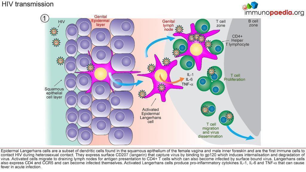 HIV transmission