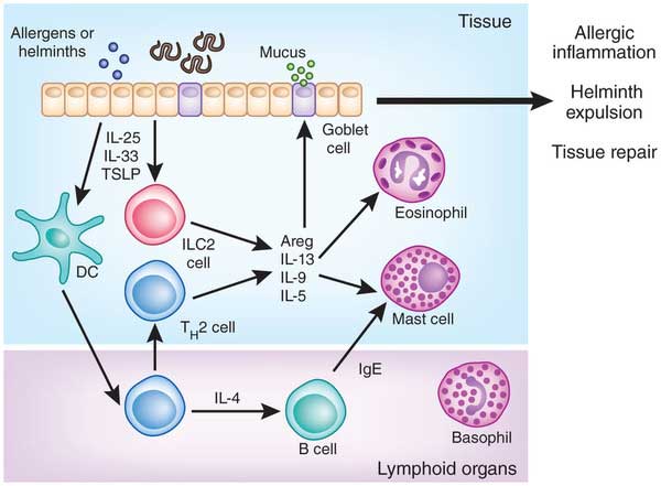 ilc2 in anti-helminthic immune
