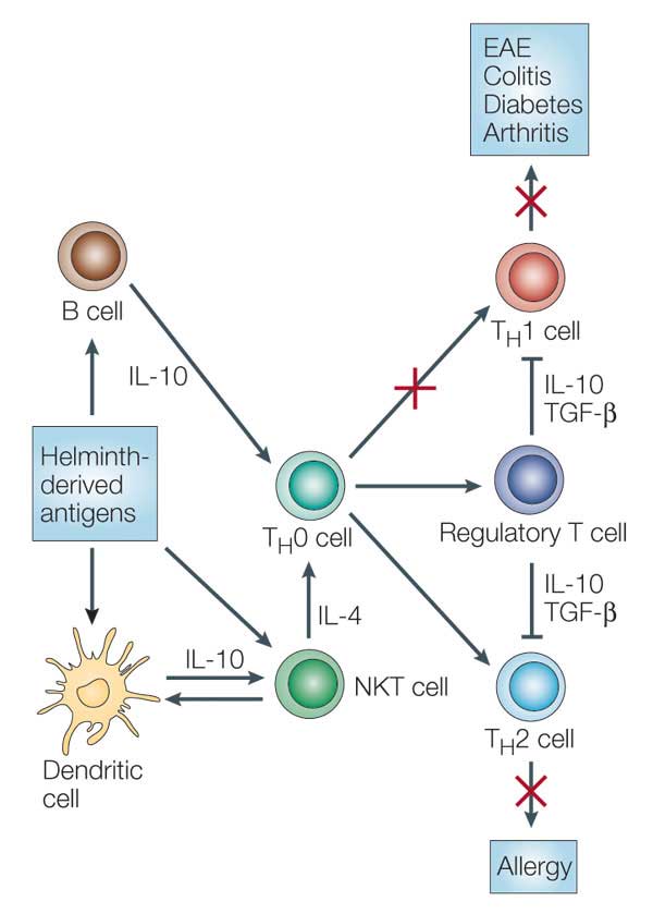 helminth parasite influence