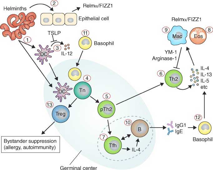 immune response helminths