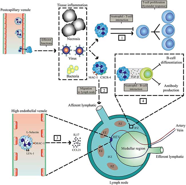 neutrophil lymphocytes