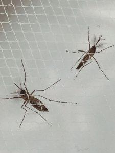 Aedes aegypti mosquitoes