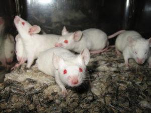 laboratory mice