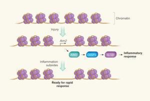 memory of non immune cells
