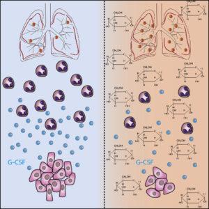 Fainsod-Levi et al. 2017 Cell Reports, Graphical Abstract