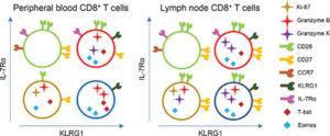 Functional CD8+ T‐cell populations among acute phase effector cells and memory cells can be distinguished by differences in the expression of IL‐7Rα and KLRG1. Cells with a IL‐7Rαlo/KLRG1hi phenotype, previously defined as short‐lived effector cells in mice, persist long after the acute phase of primary CMV infection in humans.