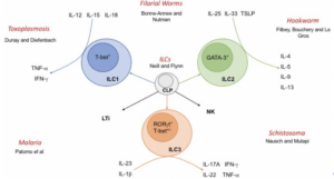 Innate lymphoid cells and their interactions with parasites. Innate lymphoid cells (ILCs) arise from a common lymphoid progenitor (CLP) and are delineated as ILC1, 2 or 3 based upon expression of lineage‐specific transcription factors and production of key cytokines. Natural killer (NK) and lymphoid tissue inducer (LTi) cells also arise from CLP and share some functional characteristics with ILCs. (Neill und Fallon 2018)
