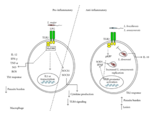 Model for the activation of TLR2 by Leishmania sp., leading to a proinflammatory (left), or anti-inflammatory arm (centre and right) (Faria et al. 2012)